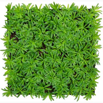 JANGAL � Modural Wall - Nature Design Flora | 11104 Podocarpus Tea Tree
